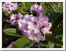 Rhododendron - Testbild Panasonic Lumix TZ7