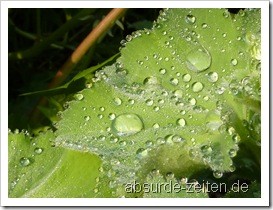 panasonic_tz7_testbilder-1000060