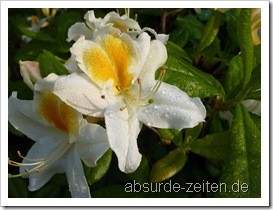 panasonic_tz7_testbilder-1000065