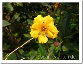 panasonic_tz7_testbilder-1000066