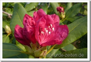 panasonic_tz7_testbilder-1000067