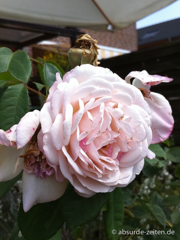 iPhone 4 - Testbild 1
