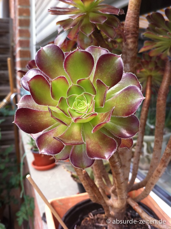 iPhone 4 - Testbild 2